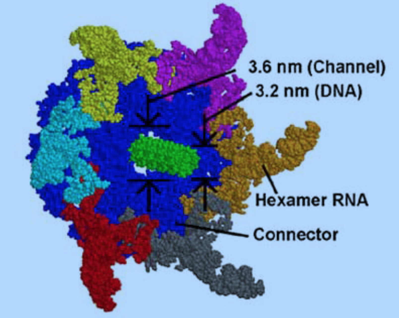 Phi29 Nano-motor.png