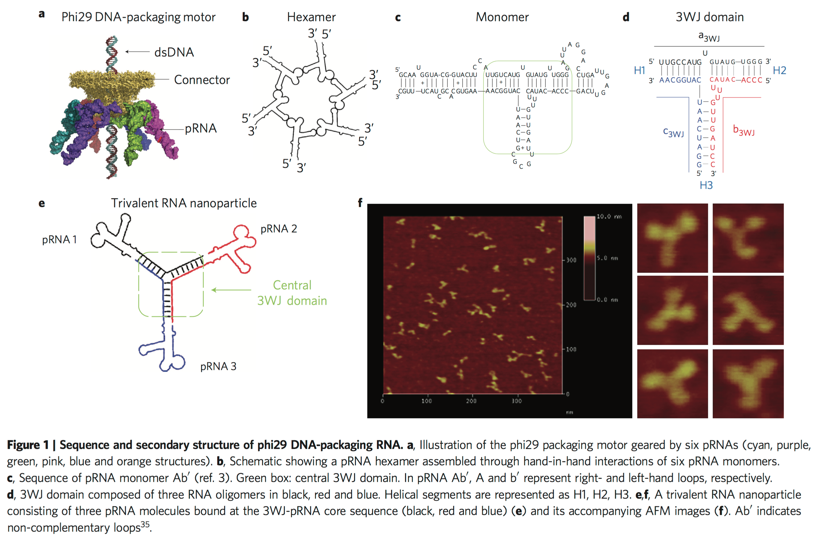 Stable pRNA for Nanotechnology.png